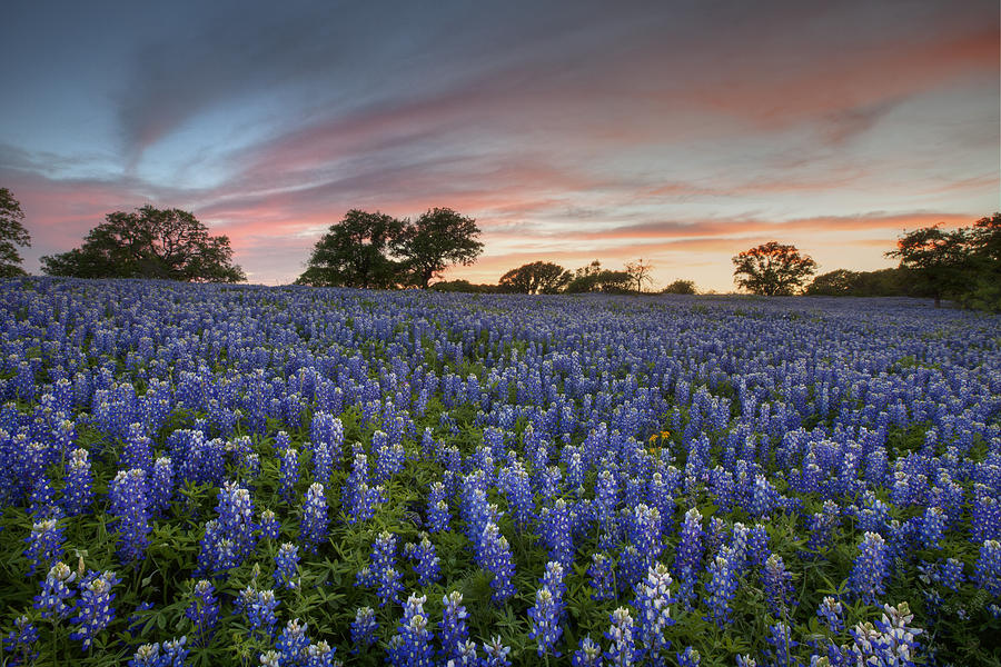 Texas Bluebonnets Photograph - Texas Bluebonnet Images - Evening in the Texas Hill Country 2 by Rob Greebon
