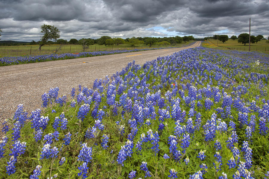 Texas Bluebonnet Images - Roadside Bluebonnets in the Texas Hill ...