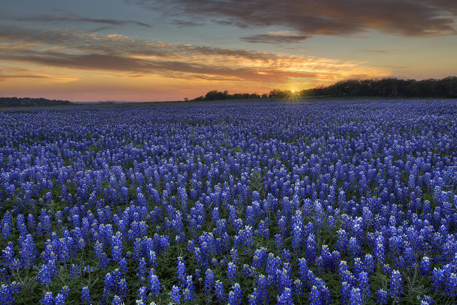 Bluebonnets Photograph - Texas Bluebonnet Images - Sunset at Turkey Bend 3 by Rob Greebon