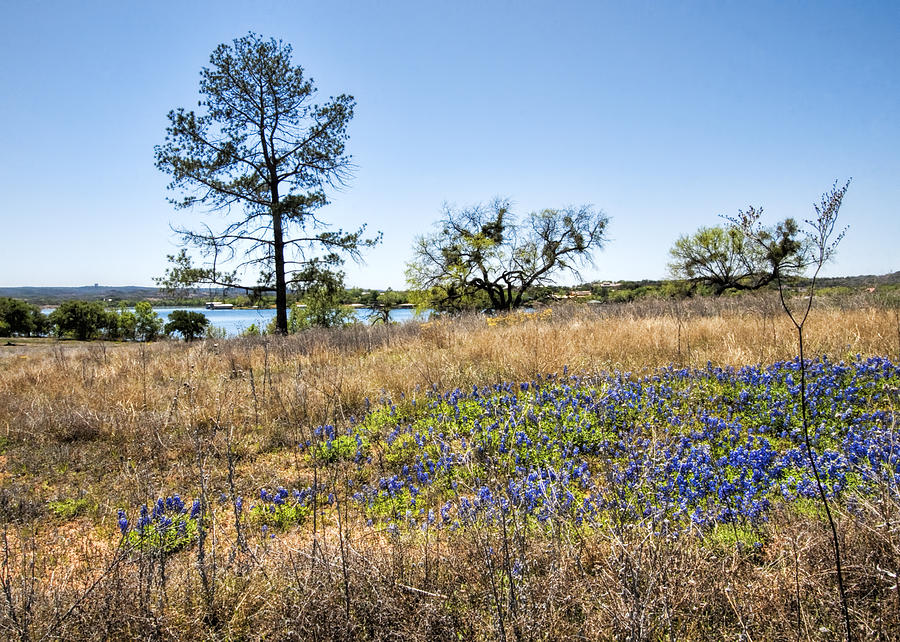 Texas Bluebonnet Landscape  Photograph by Kathy Clark