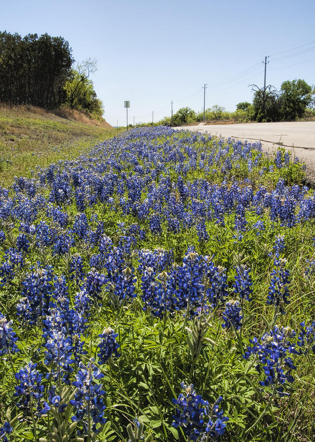 Texas Bluebonnet Roadside Wildflowers Photograph by Kathy Clark