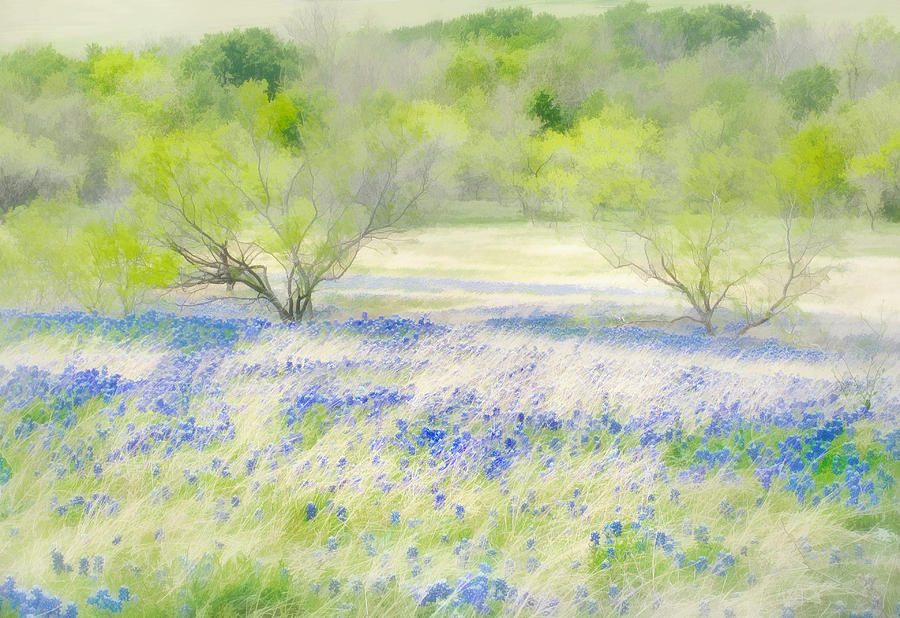 Texas Bluebonnet Spring Photograph by David and Carol Kelly