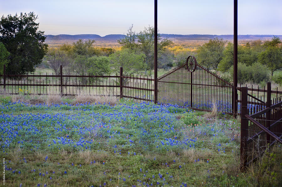 Texas Bluebonnet Welcome Mat Photograph by Debbie Karnes