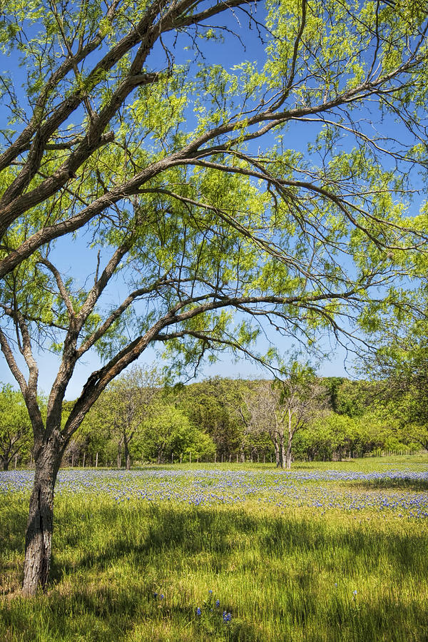Texas Bluebonnet Wildflower Landscape Photograph by Kathy Clark