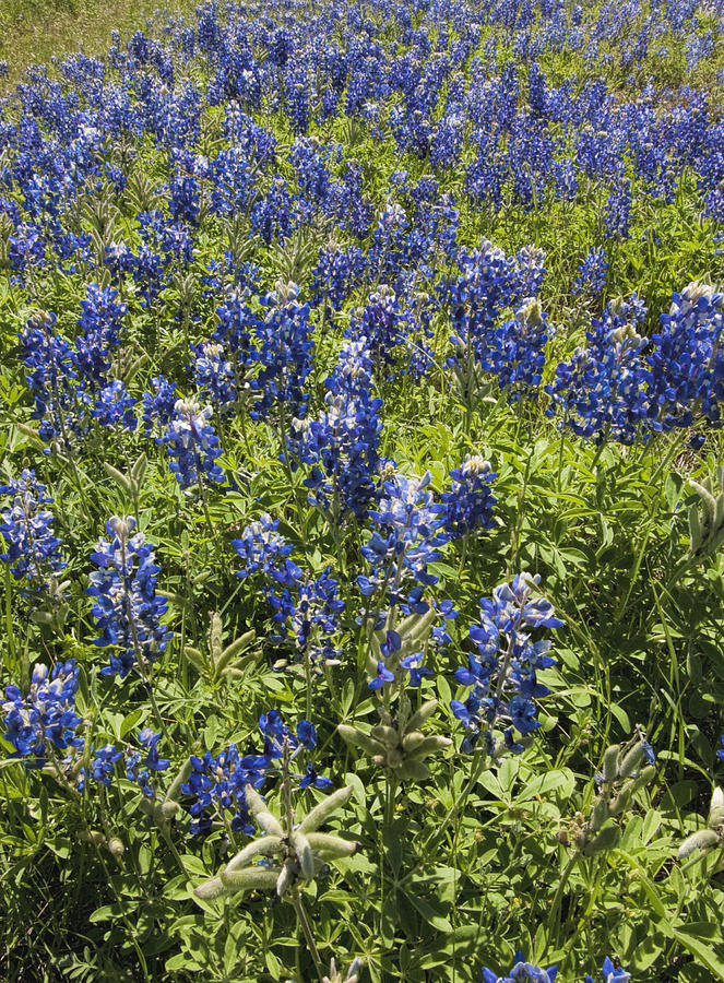 Texas Bluebonnet Wildflower Patch - Lupinus texensis Photograph by Kathy Clark