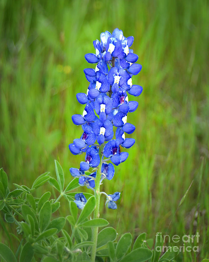 Texas Bluebonnet - Wildflowers Landscape Flowers Blue Bonnet Photograph by Jon Holiday