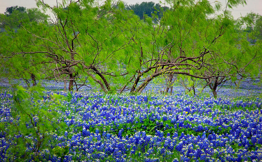 Texas Bluebonnets - Texas Bluebonnet Wildflowers Landscape Flowers Photograph by Jon Holiday