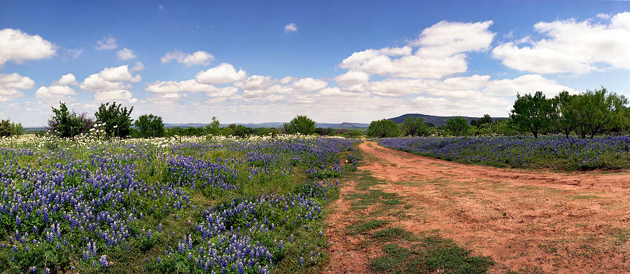 Texas Bluebonnets-001 Photograph by Mark Langford