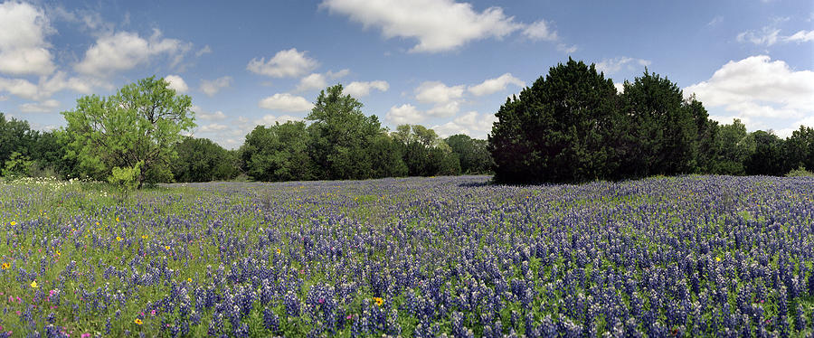Texas Bluebonnets-002 Photograph by Mark Langford