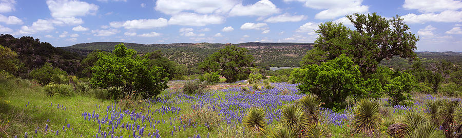 Texas Bluebonnets-003 Photograph by Mark Langford