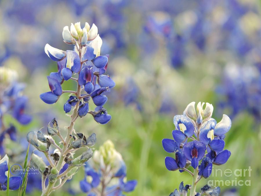 Flower Photograph - Texas Bluebonnets 03 by Robert ONeil