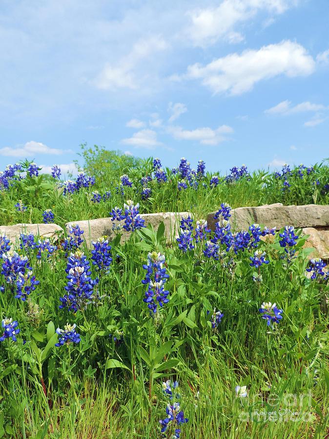 Texas Bluebonnets 07 Photograph by Robert ONeil