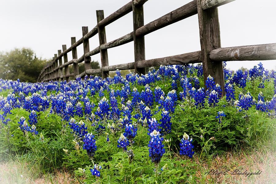 Spring Photograph - Texas Bluebonnets by Allen Biedrzycki