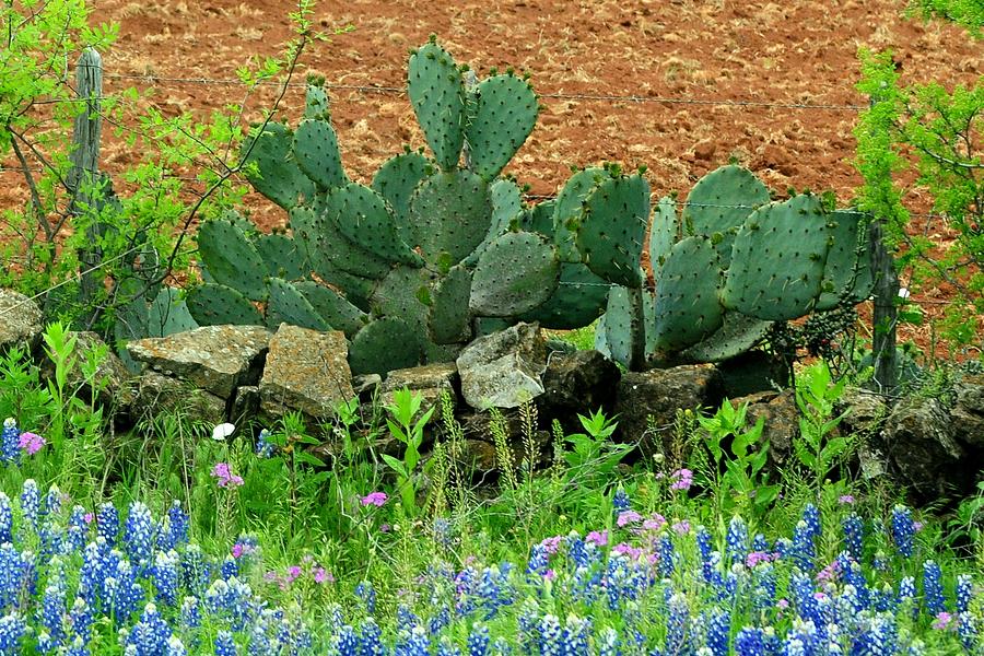 Texas Bluebonnets and Cactus Photograph by Marilyn Burton