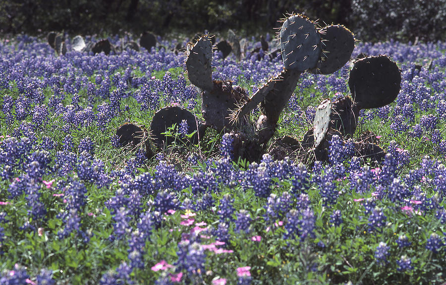 Texas Bluebonnets and Cactus Photograph by Mark Langford