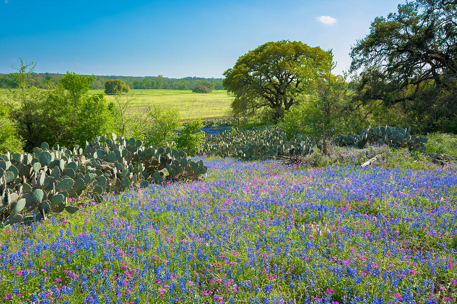 Texas Bluebonnets And Cactus Photograph by Shey Stitt