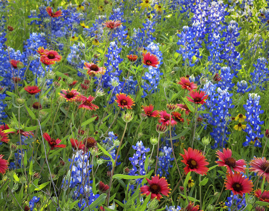 Texas Bluebonnets and Indian Blankets Photograph by David and Carol ...