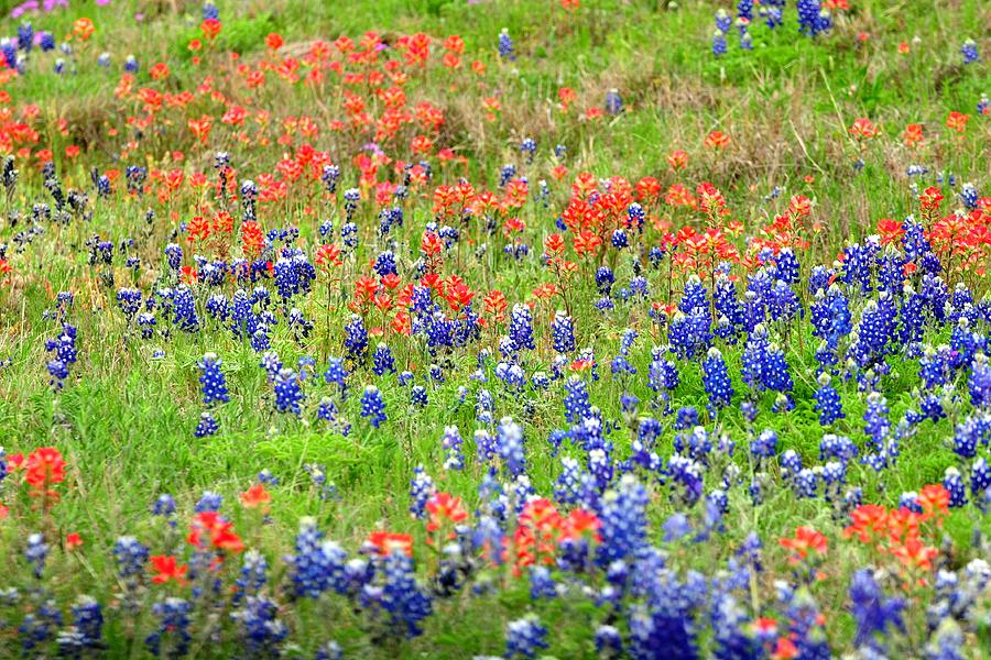 Texas Bluebonnets and Indian Paintbrush Flowers Photograph by Marilyn Burton
