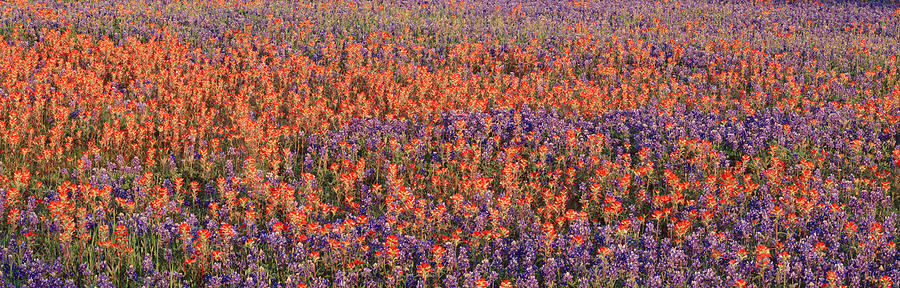 Spring Photograph - Texas Bluebonnets And Indian by Panoramic Images