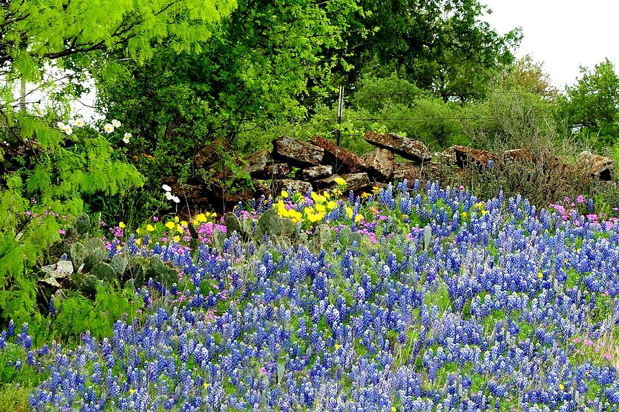 Texas Bluebonnets and Stone Wall Photograph by Marilyn Burton