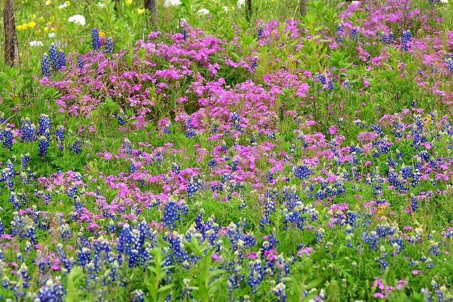Texas Bluebonnets and Wildflowers Photograph by Marilyn Burton
