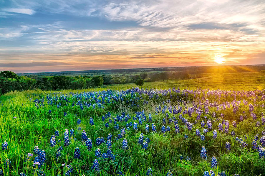Texas bluebonnets at sunset Photograph by Ronnie Wiggin