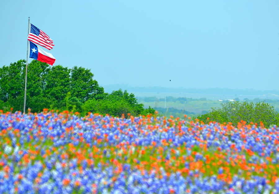 Texas Bluebonnets Photograph by Becke Smith