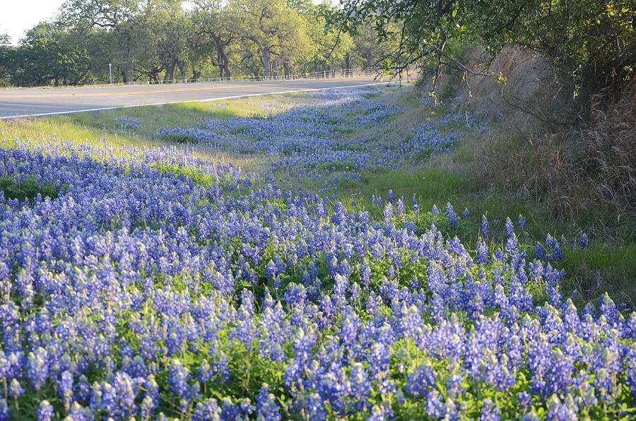Texas bluebonnets Photograph by Brett Geyer