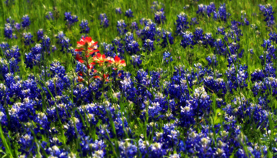 Flowers Still Life Photograph - Texas Bluebonnets by Elizabeth Hart