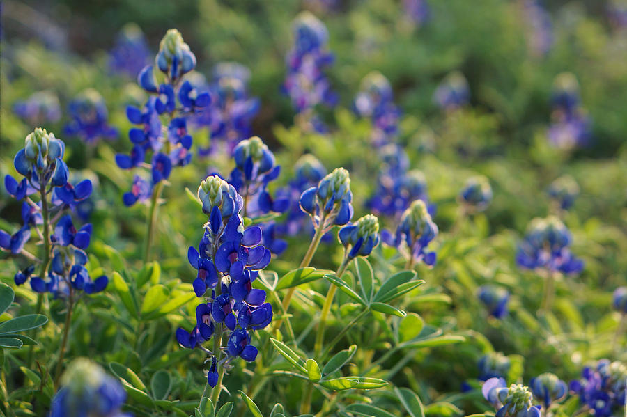 Texas Bluebonnets In Early Sun Photograph by Lisa Spencer