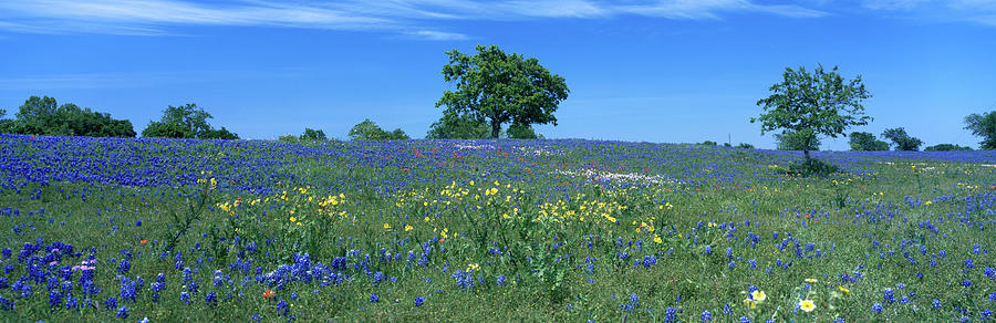 Nature Photograph - Texas Bluebonnets Lupininus Texensis by Panoramic Images