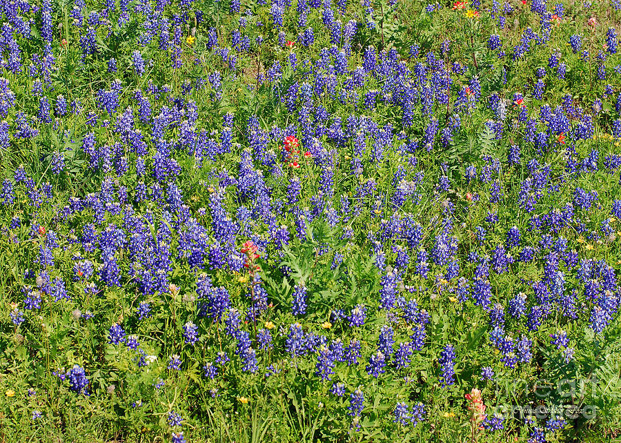 Texas Bluebonnets. Lupinus Texensis Photograph by Connie Fox