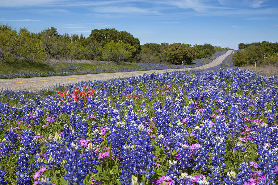 Texas Bluebonnets Photograph - Texas Bluebonnets on Ranch Road 152  Texas Hill Country by Rob Greebon