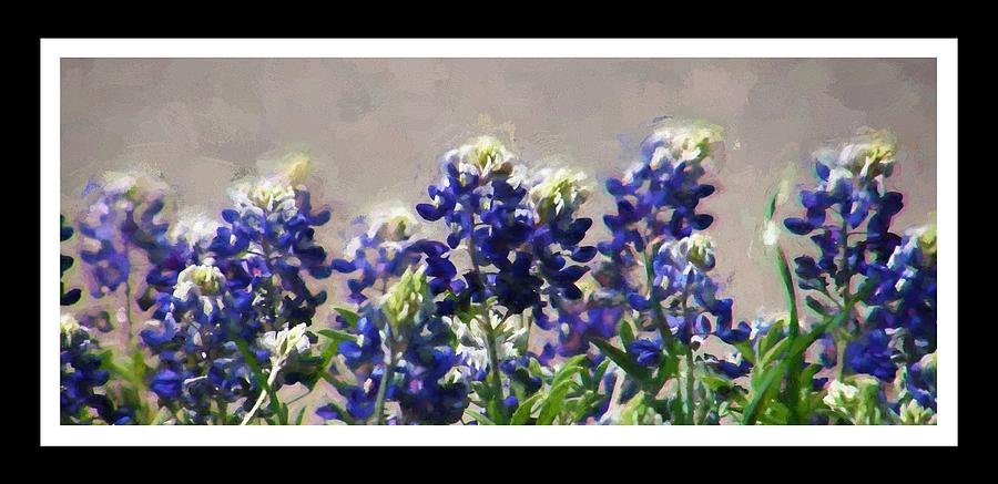 Texas Bluebonnets Photograph by Shannon Story
