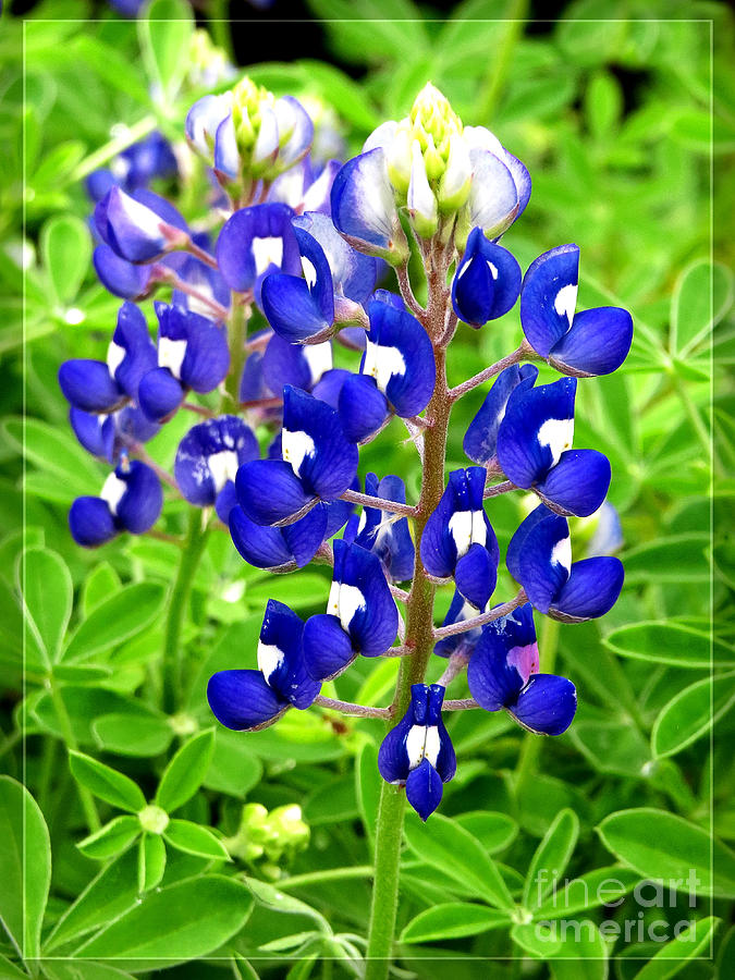 Texas Bluebonnets - Wildflower Portrait Photograph by Ella Kaye Dickey