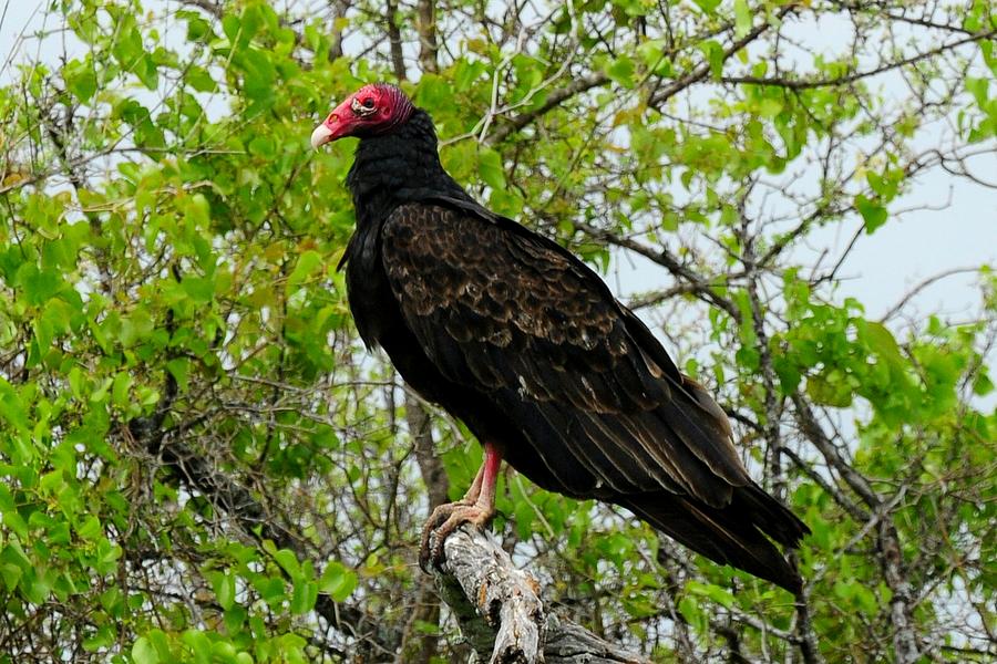 Texas Buzzard - Turkey Vulture Photograph by Marilyn Burton