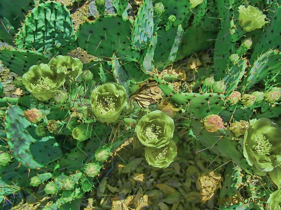 Texas Cacti Blooms Photograph by Robert Rhoads