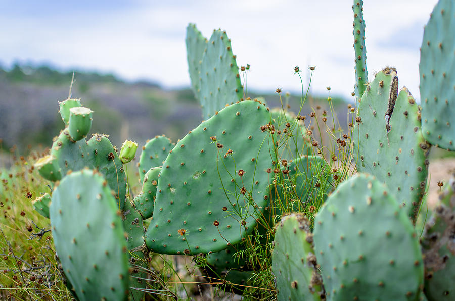 Texas Cactus Photograph by David Morefield