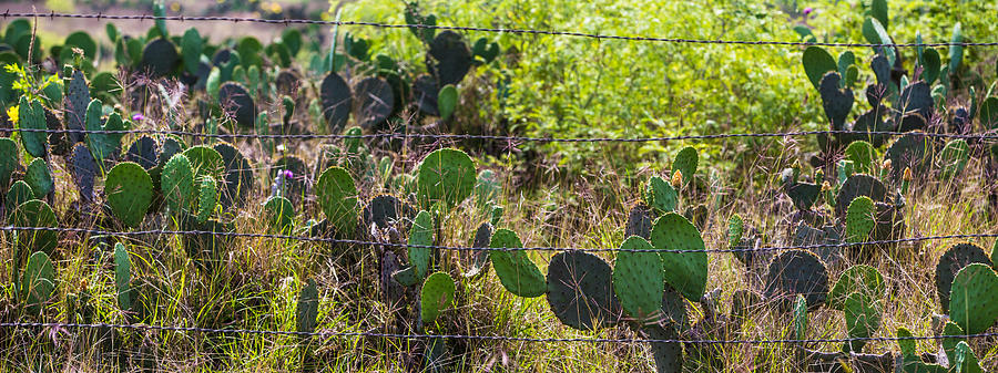 Texas Cactus  Photograph by John McGraw