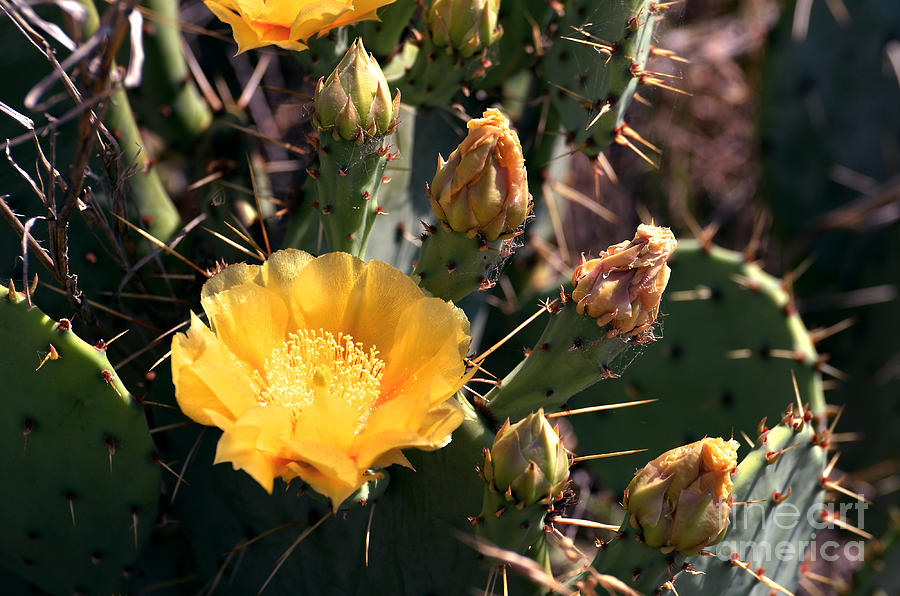 Texas Cactus Photograph by Linda Cox