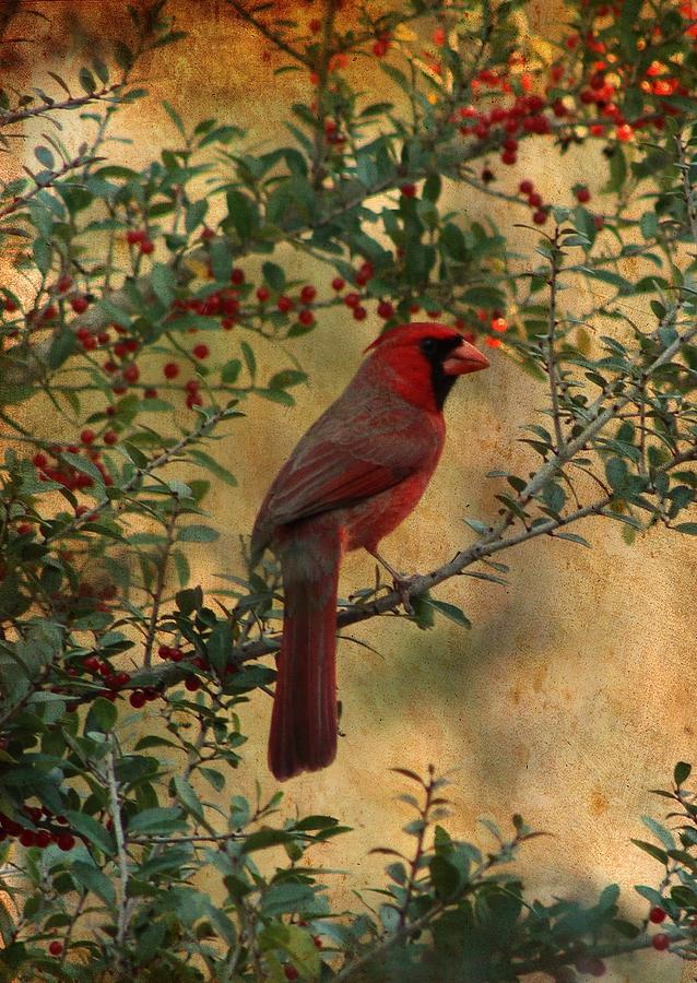 Texas Cardinal Photograph by Beth Wiseman