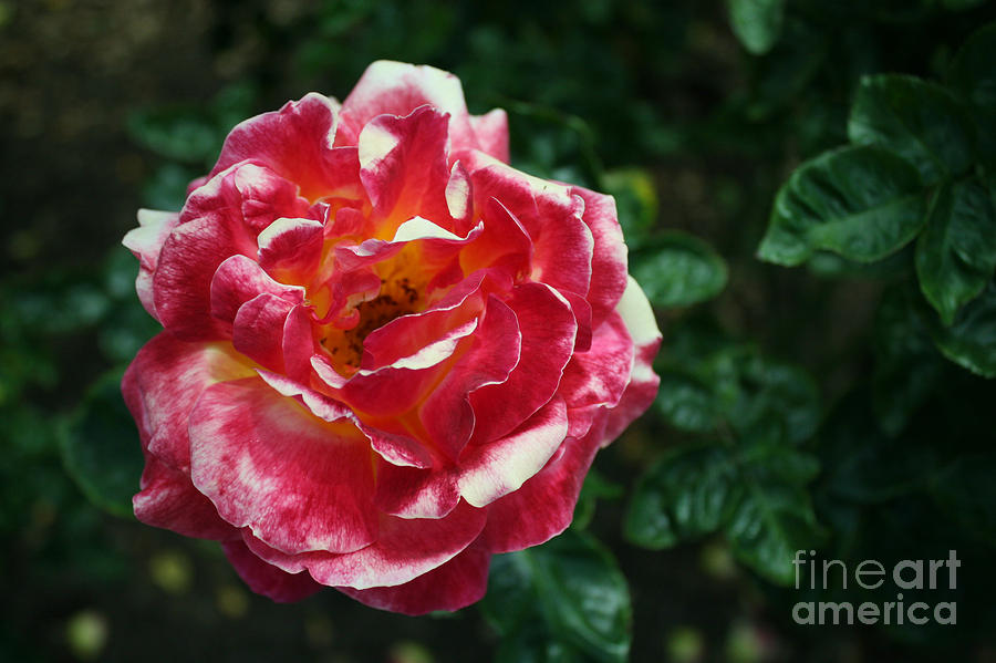 Rose Photograph - Texas Centennial Rose by Martin Valeriano