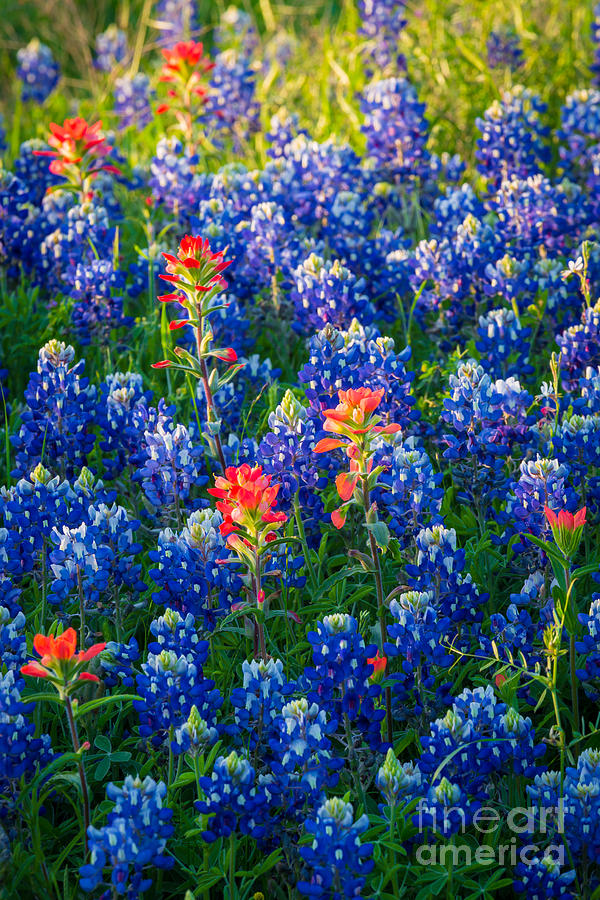 Texas Colors Photograph by Inge Johnsson