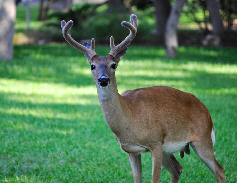 Texas Deer Photograph by Kristina Deane