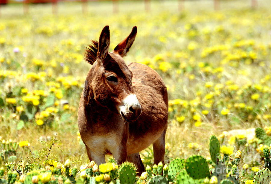 Texas Donkey In Yellow Cacti Photograph by Linda Cox