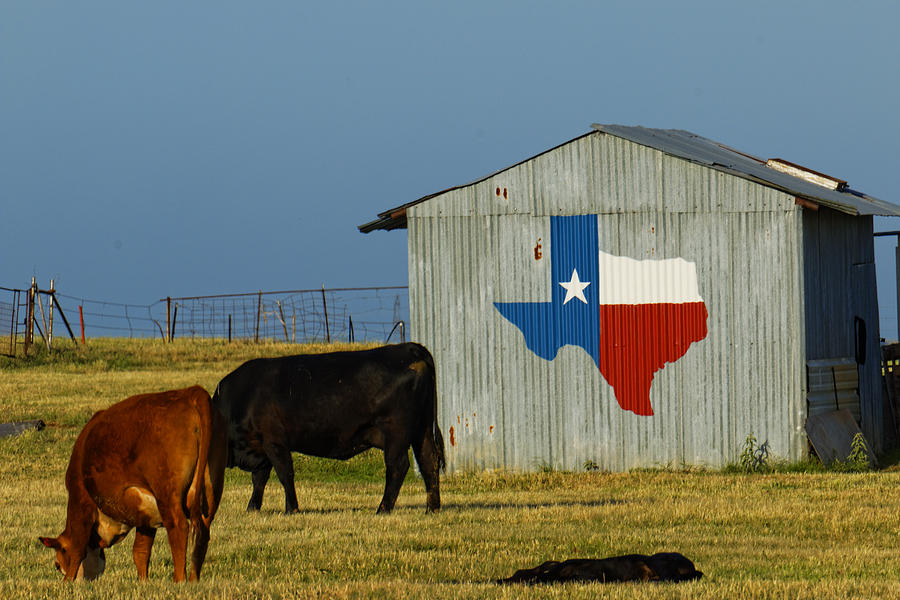 Cow Photograph - Texas Farm with Texas Logo by Jonathan Davison