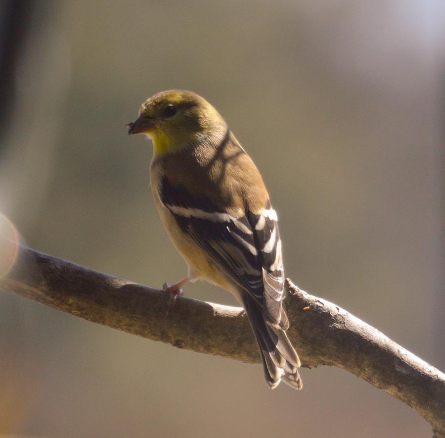 Texas Finch Photograph by Trisha Buchanan - Pixels