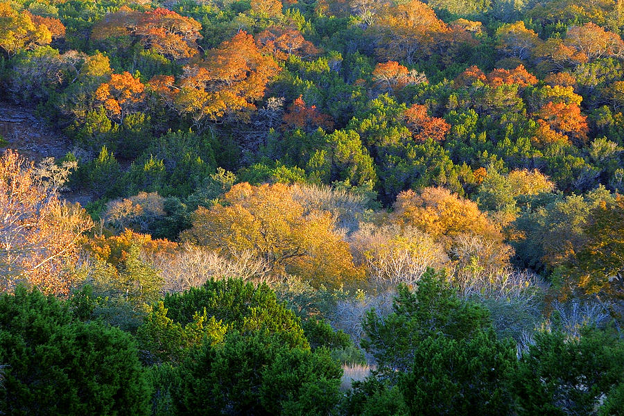 Texas Forest Mountain in Fall Photograph by Linda Phelps