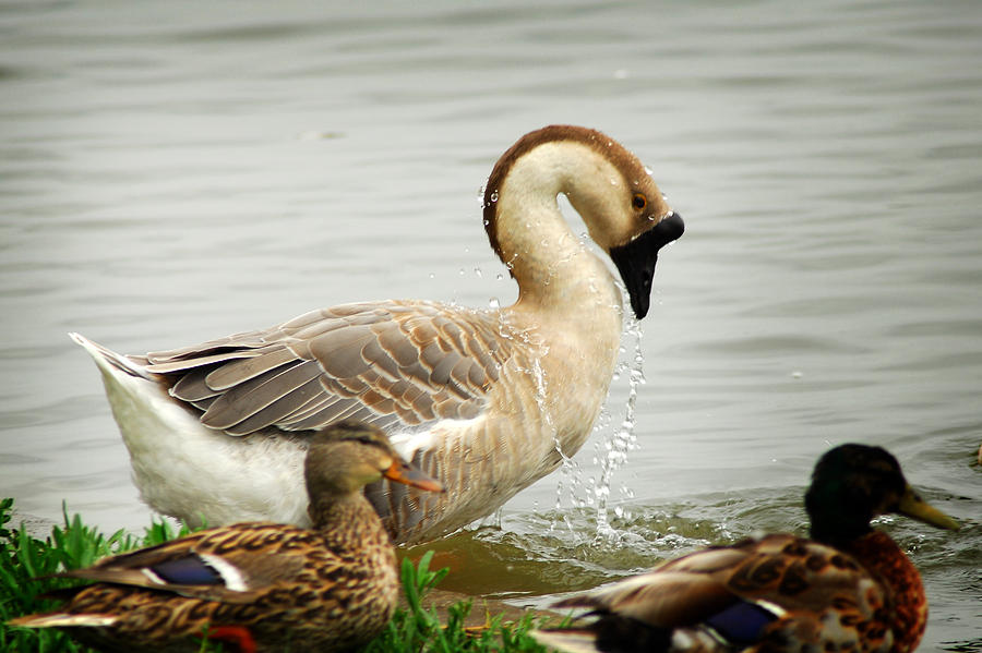 Texas Goose Photograph by Tracy Smith Texas Goose Photograph by Tracy Smith