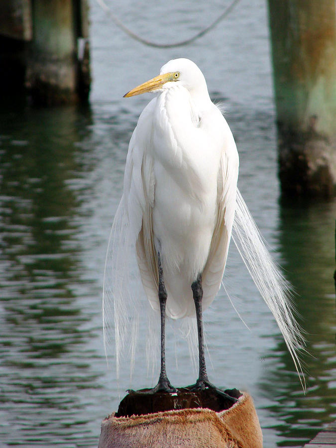 Texas Great White Egret Photograph by Linda Cox